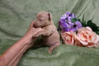 Lady, a female Miniature Pinscher for sale in Harrisonburg, VA – 4 of 9