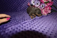 Bella, a female Miniature Pinscher for sale in Harrisonburg, VA – 2 of 7