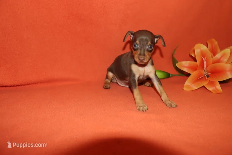 Thor – Miniature Pinscher puppy for sale in Harrisonburg, VA