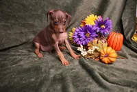 Dexter--Halloween Special, a male Miniature Pinscher for sale in Harrisonburg, VA – 6 of 9