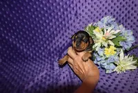 Romeo, a male Miniature Pinscher for sale in Harrisonburg, VA – 4 of 6