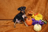 Mable, a female Miniature Pinscher for sale in Harrisonburg, VA – 4 of 8