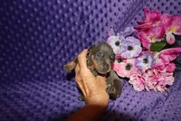 Bella, a female Miniature Pinscher for sale in Harrisonburg, VA – 7 of 7