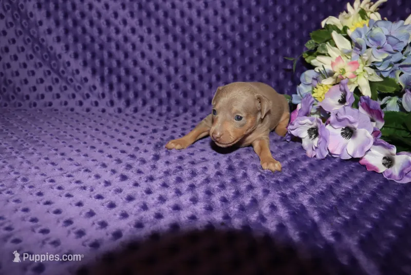 Leo – Miniature Pinscher puppy for sale in Harrisonburg, VA