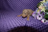 Leo, a male Miniature Pinscher for sale in Harrisonburg, VA – 8 of 8