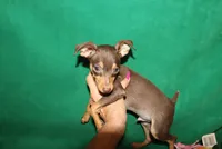 Sam, a male Miniature Pinscher for sale in Harrisonburg, VA – 4 of 6