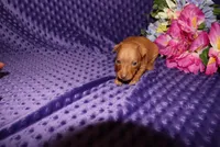 Ella, a female Miniature Pinscher for sale in Harrisonburg, VA – 1 of 8