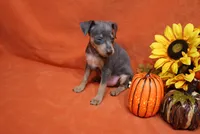 Toto, a male Miniature Pinscher for sale in Harrisonburg, VA – 6 of 7