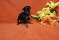 Bean, a male Miniature Pinscher for sale in Harrisonburg, VA – 7 of 8