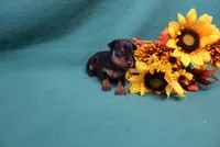 Wennie, a female Miniature Pinscher for sale in Harrisonburg, VA – 2 of 7
