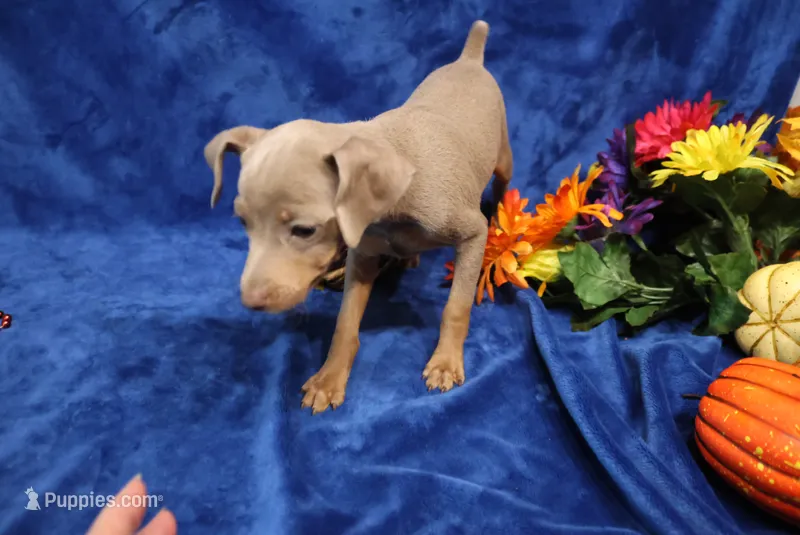 Cali – Miniature Pinscher puppy for sale in Harrisonburg, VA
