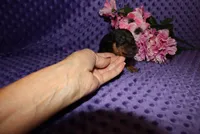 Angel, a female Miniature Pinscher for sale in Harrisonburg, VA – 6 of 7