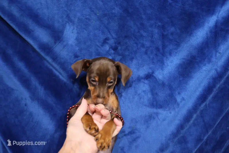 Nacho – Miniature Pinscher puppy for sale in Harrisonburg, VA