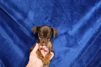 Nacho, a male Miniature Pinscher for sale in Harrisonburg, VA – 1 of 5