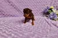 Diesel, a male Miniature Pinscher for sale in Harrisonburg, VA – 6 of 8