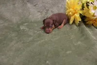 Minnie, a female Miniature Pinscher for sale in Harrisonburg, VA – 5 of 8