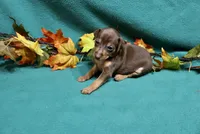 Raisin, a female Miniature Pinscher for sale in Harrisonburg, VA – 5 of 7