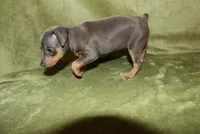 Bella, a female Miniature Pinscher for sale in Harrisonburg, VA – 1 of 7