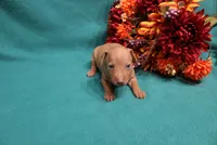 Harley, a male Miniature Pinscher for sale in Harrisonburg, VA – 1 of 7