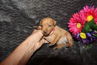 storm, a female Miniature Pinscher for sale in Harrisonburg, VA – 8 of 8