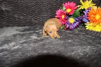 storm, a female Miniature Pinscher for sale in Harrisonburg, VA – 3 of 8