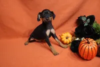Pluto, a male Miniature Pinscher for sale in Harrisonburg, VA – 3 of 6