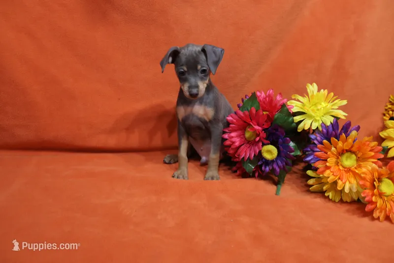 Bella – Miniature Pinscher puppy for sale in Harrisonburg, VA