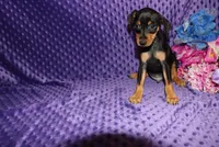 Woody, a male Miniature Pinscher for sale in Harrisonburg, VA – 2 of 7