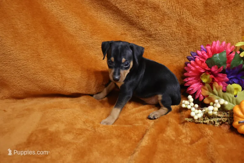 Stitch – Miniature Pinscher puppy for sale in Harrisonburg, VA