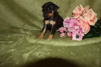 Daisy, a female Miniature Pinscher for sale in Harrisonburg, VA – 3 of 6