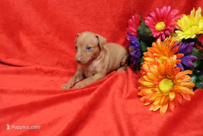 Harley – Miniature Pinscher puppy for sale in Harrisonburg, VA