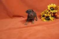 Taco, a male Miniature Pinscher for sale in Harrisonburg, VA – 3 of 7