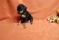 Penny, a female Miniature Pinscher for sale in Harrisonburg, VA – 4 of 7