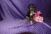 4th July SALE Woody, a male Miniature Pinscher for sale in Harrisonburg, VA – 6 of 6