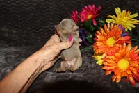 Dolly, a female Miniature Pinscher for sale in Harrisonburg, VA – 6 of 6