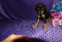 Woody, a male Miniature Pinscher for sale in Harrisonburg, VA – 4 of 7