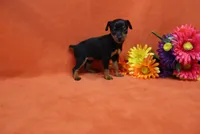 Bebe, a female Miniature Pinscher for sale in Harrisonburg, VA – 6 of 8
