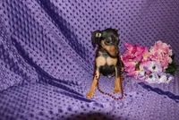 Benny, a male Miniature Pinscher for sale in Harrisonburg, VA – 3 of 7