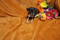 Alex, a male Miniature Pinscher for sale in Harrisonburg, VA – 5 of 8