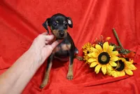 Daisy, a female Miniature Pinscher for sale in Harrisonburg, VA – 5 of 7