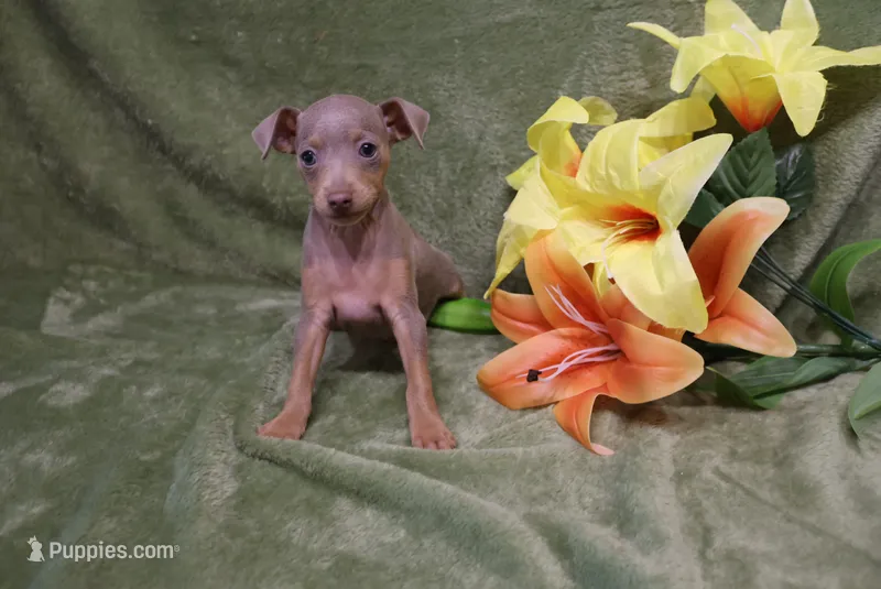 Leo – Miniature Pinscher puppy for sale in Harrisonburg, VA