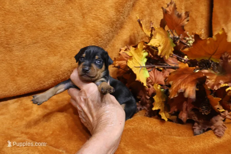 Stitch – Miniature Pinscher puppy for sale in Harrisonburg, VA