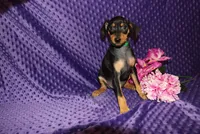 4th July SALE Woody, a male Miniature Pinscher for sale in Harrisonburg, VA – 2 of 6