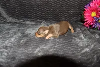 Lucy, a female Miniature Pinscher for sale in Harrisonburg, VA – 5 of 7