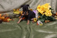 Weenie, a female Miniature Pinscher for sale in Harrisonburg, VA – 5 of 7