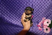 Missy, a  Miniature Pinscher for sale in Harrisonburg, VA – 5 of 7