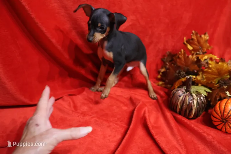 Gator – Miniature Pinscher puppy for sale in Harrisonburg, VA