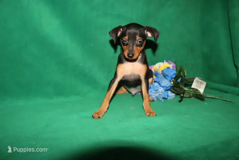 Toby – Miniature Pinscher puppy for sale in Harrisonburg, VA