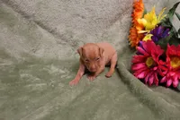 Kala, a female Miniature Pinscher for sale in Harrisonburg, VA – 4 of 7