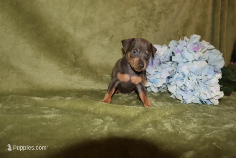 Oscar – Miniature Pinscher puppy for sale in Harrisonburg, VA